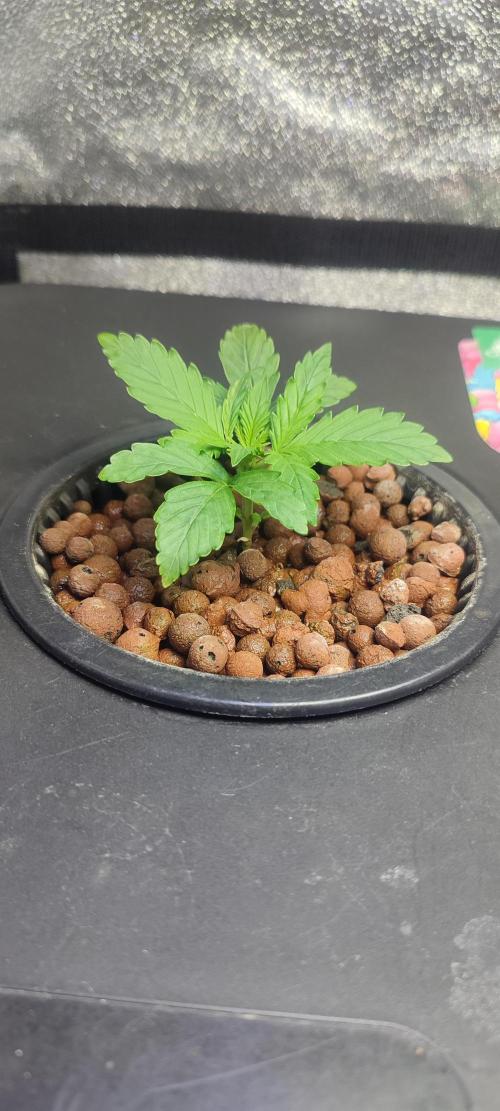 Frosted guava vs Lemon Cherry Gelato. Week 2 - 9 jours