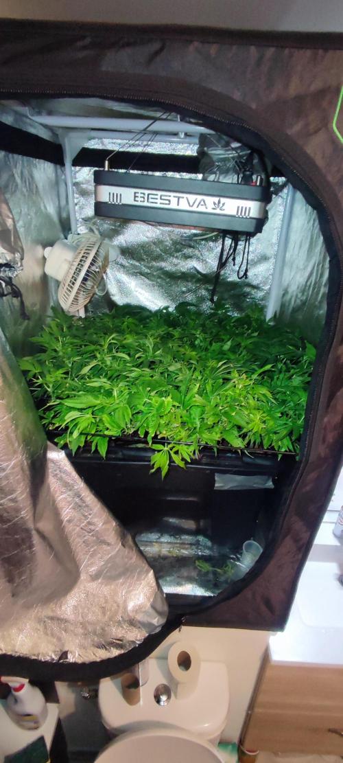 Auto Divine Rapier hydroponics. Week 12