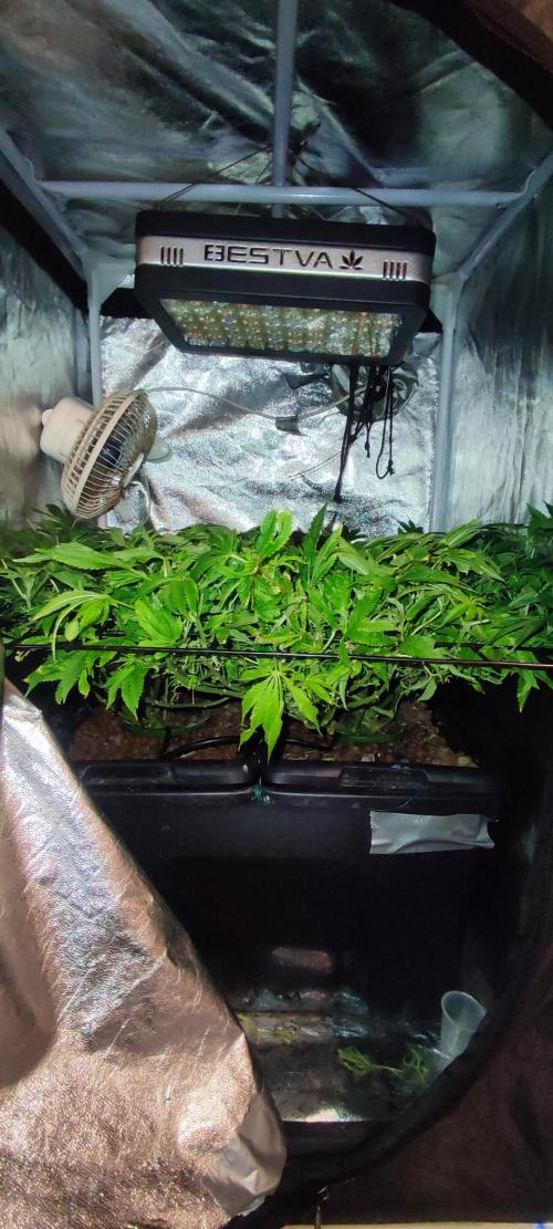 Auto Divine Rapier hydroponics. Week 12