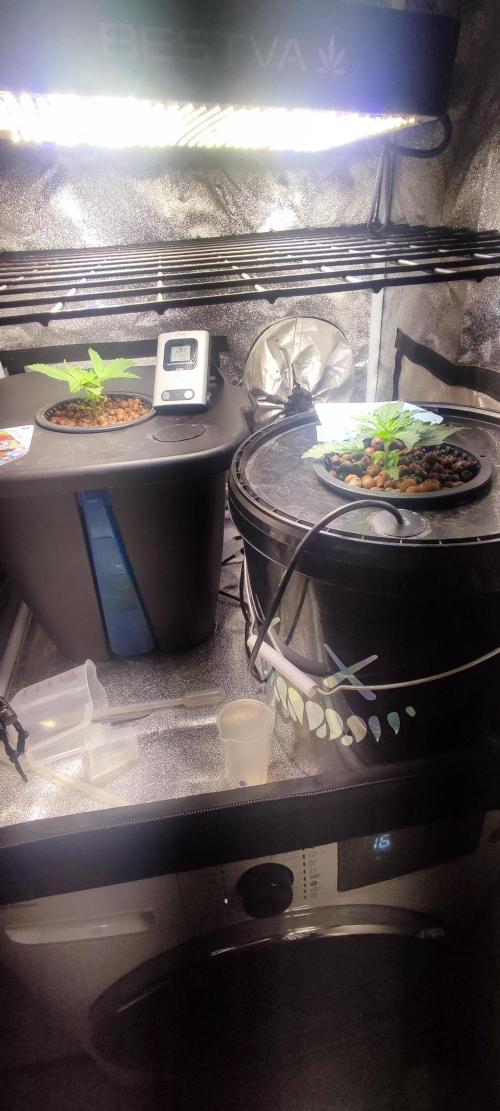 Frosted guava vs Lemon Cherry Gelato. Week 2