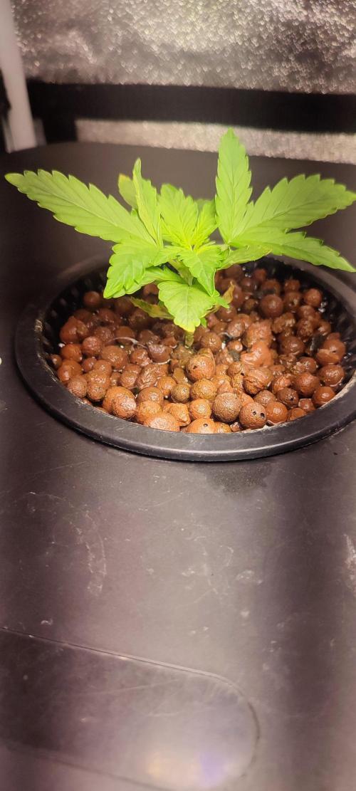 Frosted guava vs Lemon Cherry Gelato. Week 2