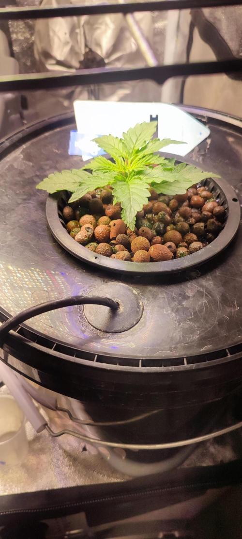 Frosted guava vs Lemon Cherry Gelato. Week 2