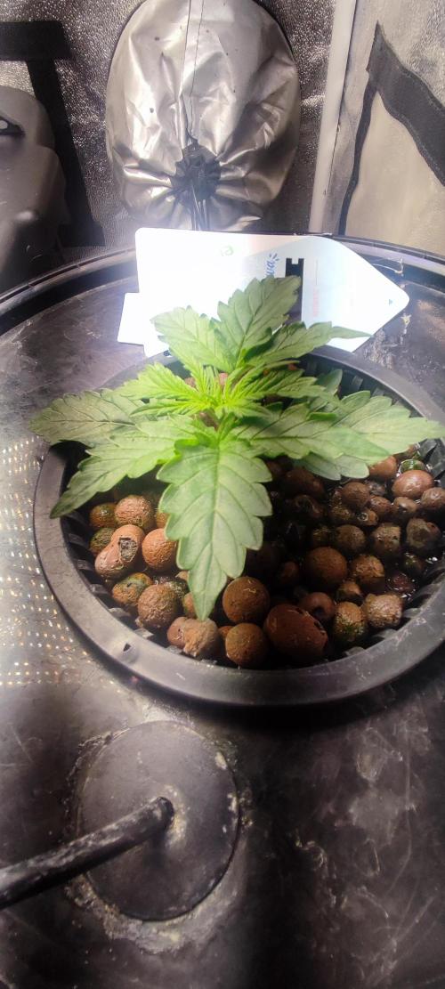 Frosted guava vs Lemon Cherry Gelato. Week 2