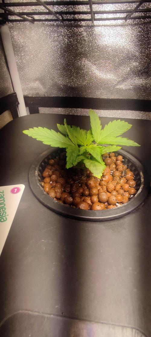 Frosted guava vs Lemon Cherry Gelato. Week 2