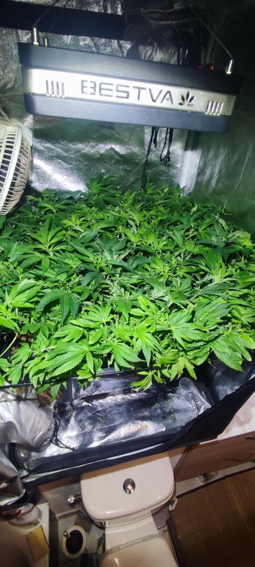 Auto Divine Rapier hydroponics. Week 12