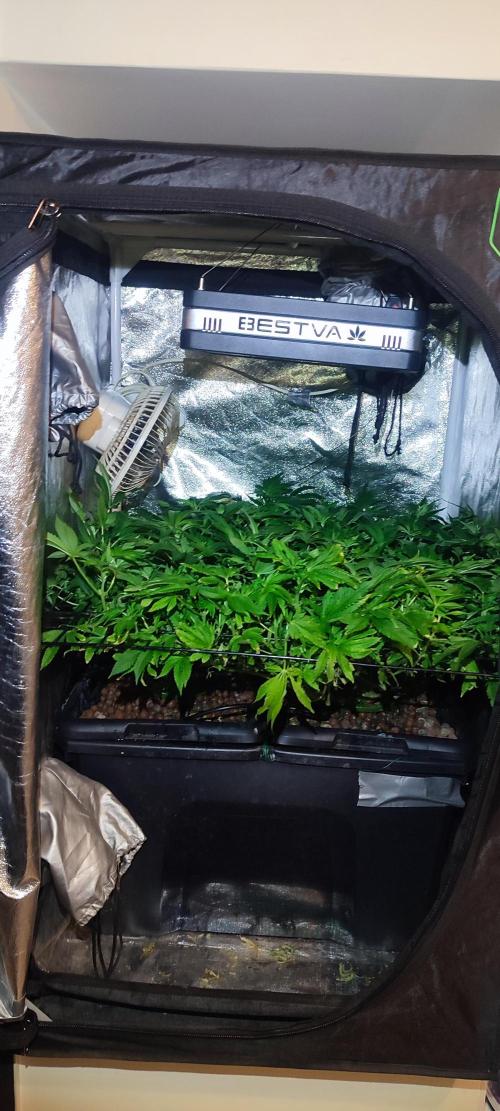 Auto Divine Rapier hydroponics. Week 12