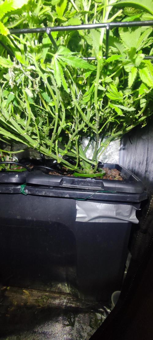 Auto Divine Rapier hydroponics. Week 12