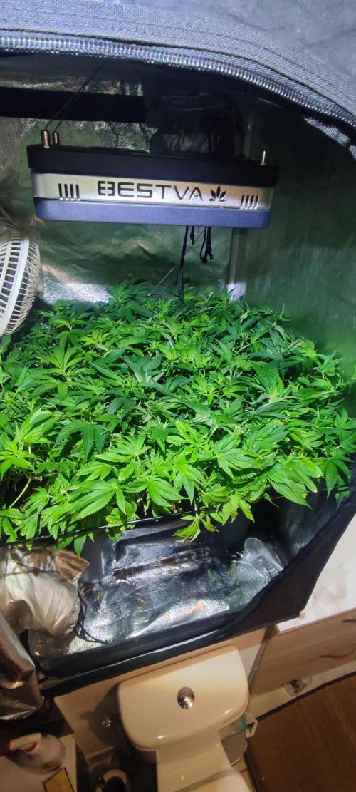 Auto Divine Rapier hydroponics. Week 12