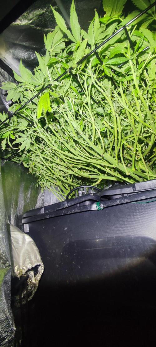 Auto Divine Rapier hydroponics. Week 12