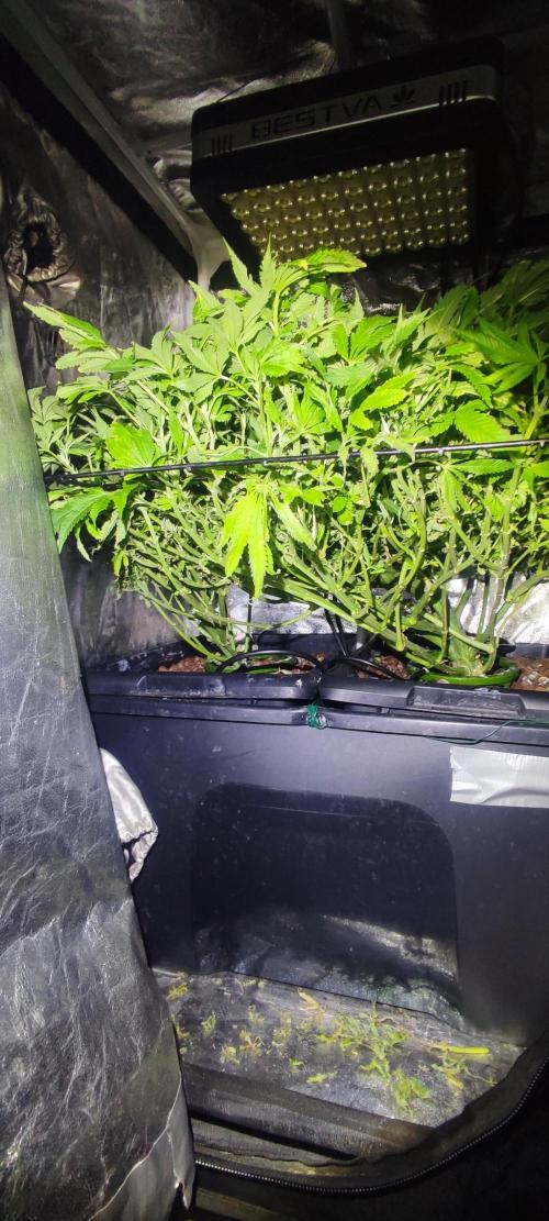 Auto Divine Rapier hydroponics. Week 12