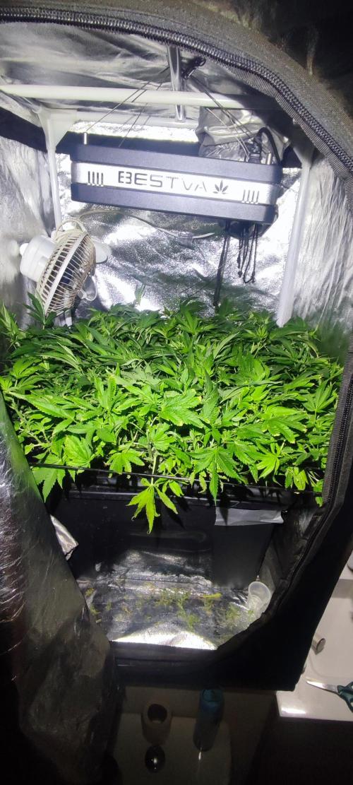 Auto Divine Rapier hydroponics. Week 12