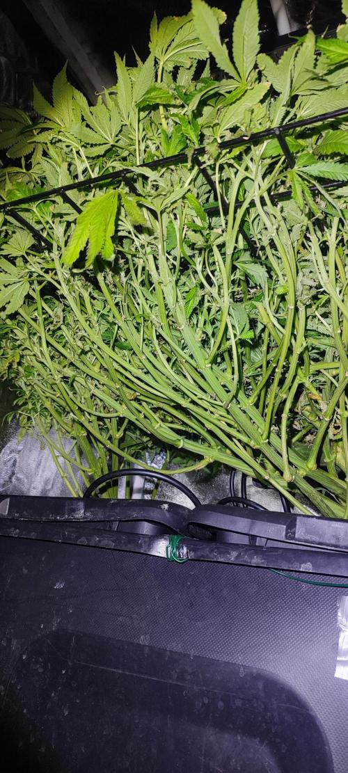 Auto Divine Rapier hydroponics. Week 12