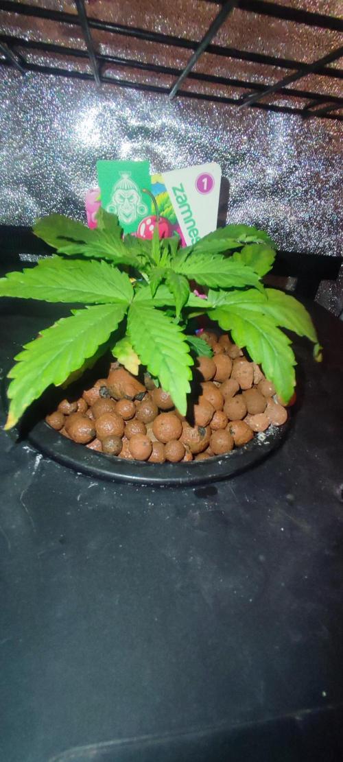 Frosted guava vs Lemon Cherry Gelato. Week 2