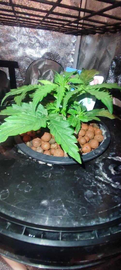 Frosted guava vs Lemon Cherry Gelato. Week 2