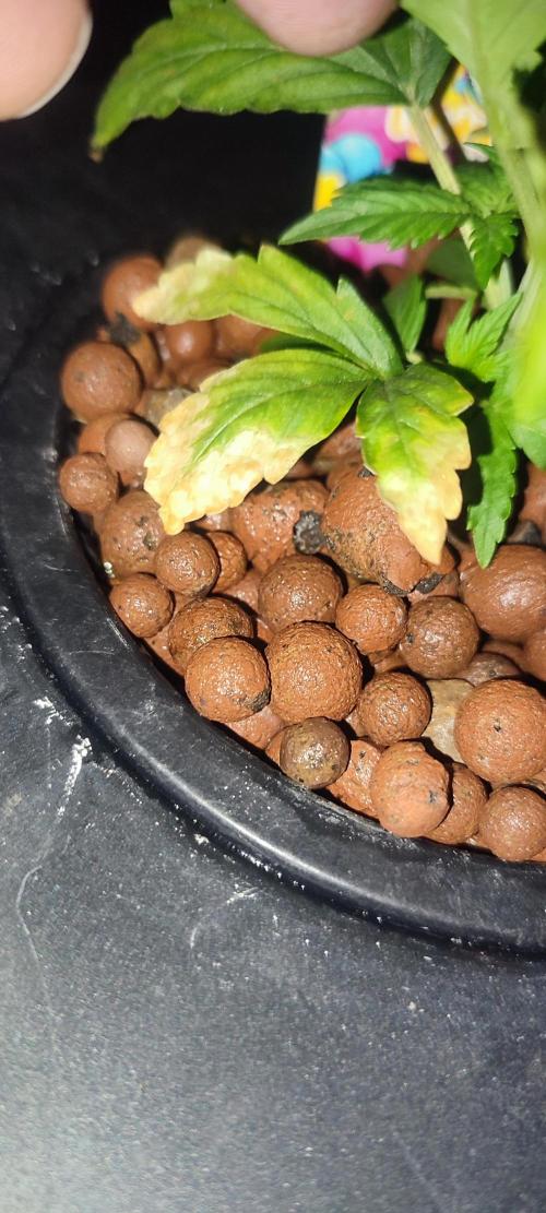 Frosted guava vs Lemon Cherry Gelato. Week 2