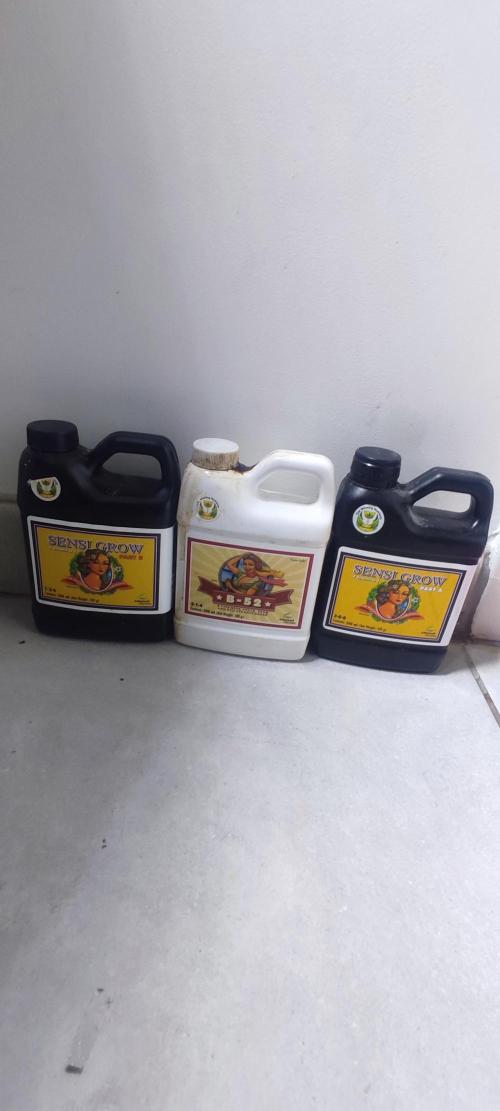 Frosted guava vs Lemon Cherry Gelato. Week 2