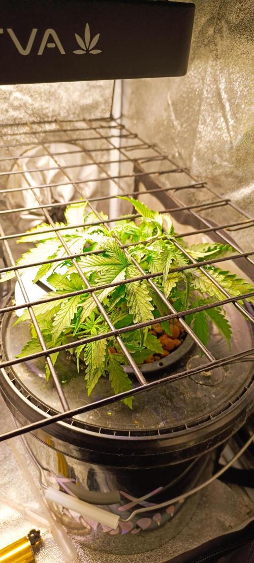 Frosted guava vs Lemon Cherry Gelato. Week 3