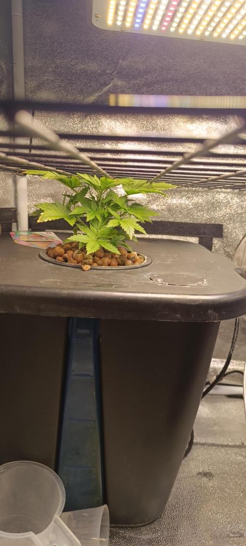 Frosted guava vs Lemon Cherry Gelato. Week 3