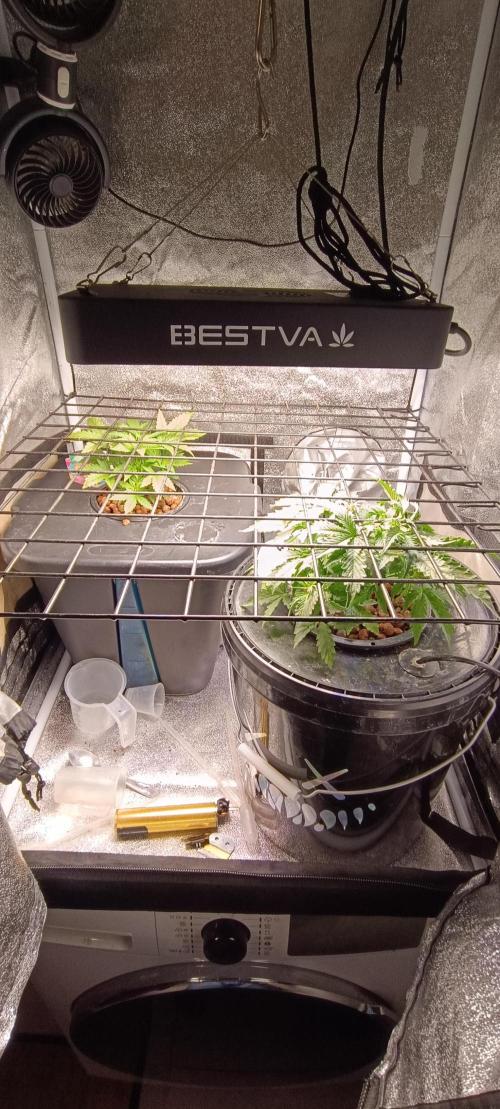 Frosted guava vs Lemon Cherry Gelato. Week 3