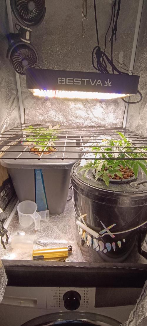 Frosted guava vs Lemon Cherry Gelato. Week 3