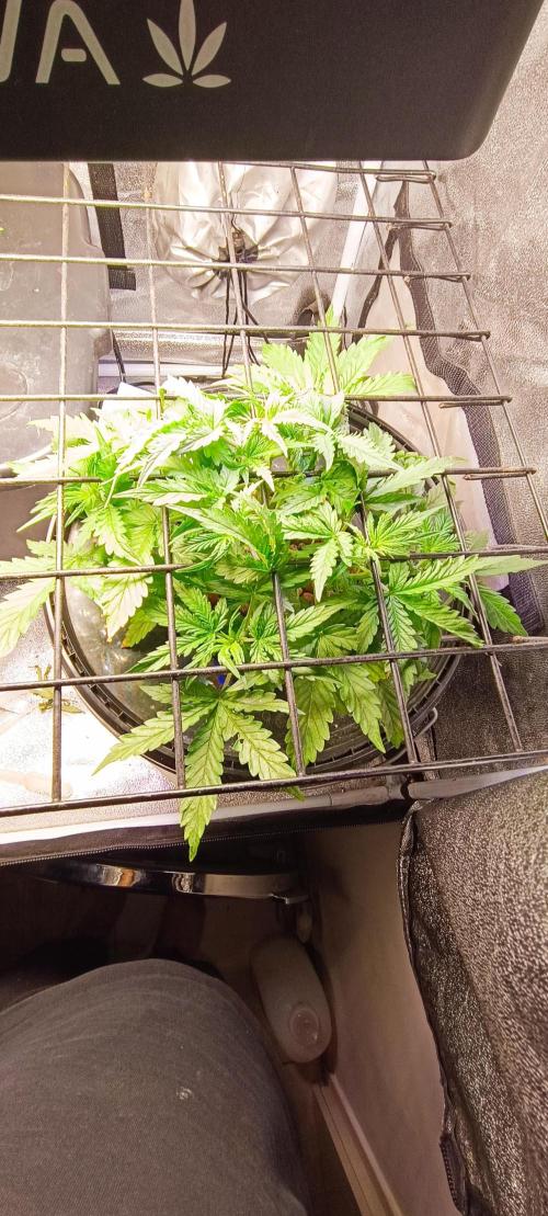 Frosted guava vs Lemon Cherry Gelato. Week 3