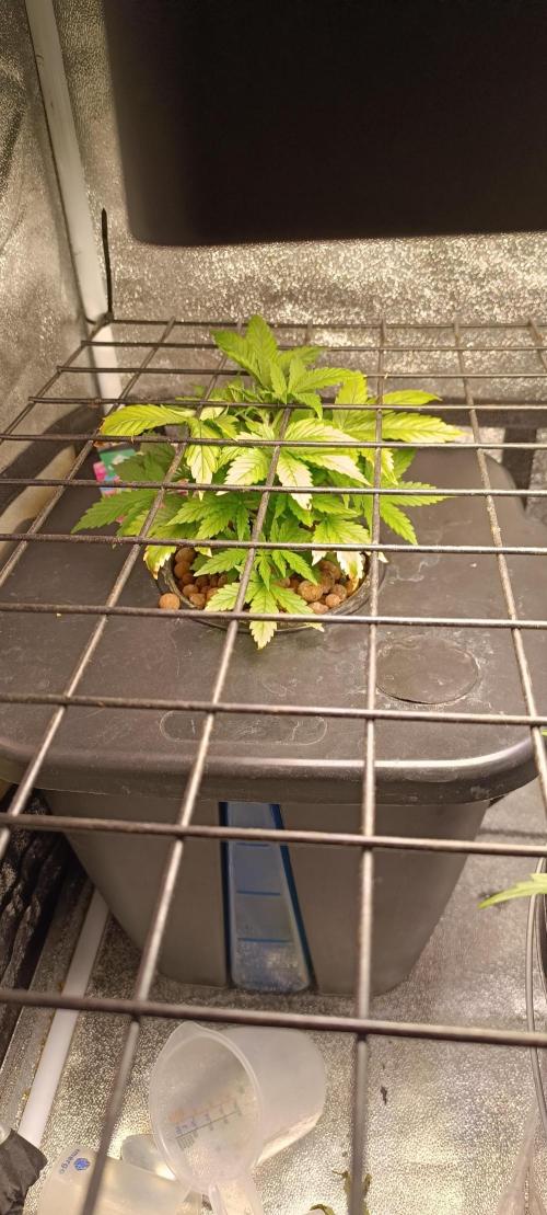 Frosted guava vs Lemon Cherry Gelato. Week 3