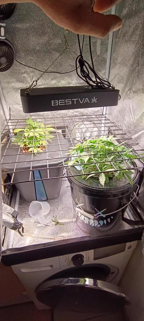 Frosted guava vs Lemon Cherry Gelato. Week 3