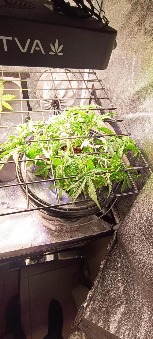 Frosted guava vs Lemon Cherry Gelato. Week 4