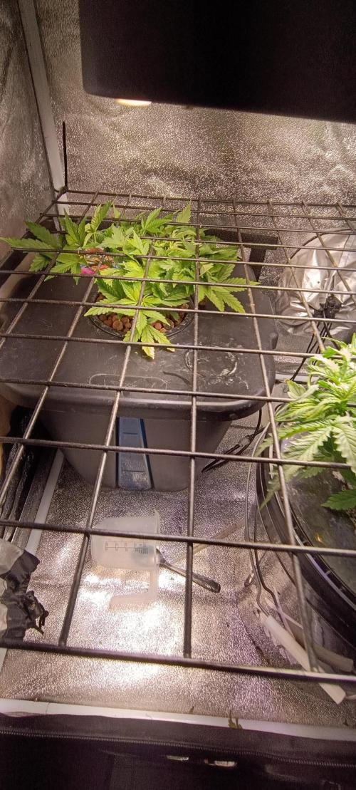 Frosted guava vs Lemon Cherry Gelato. Week 4