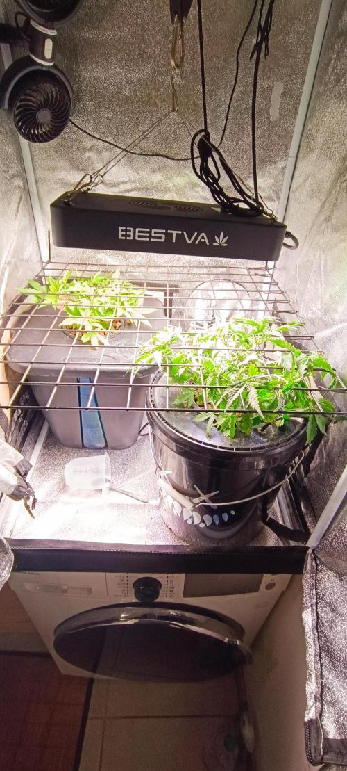 Frosted guava vs Lemon Cherry Gelato. Week 4