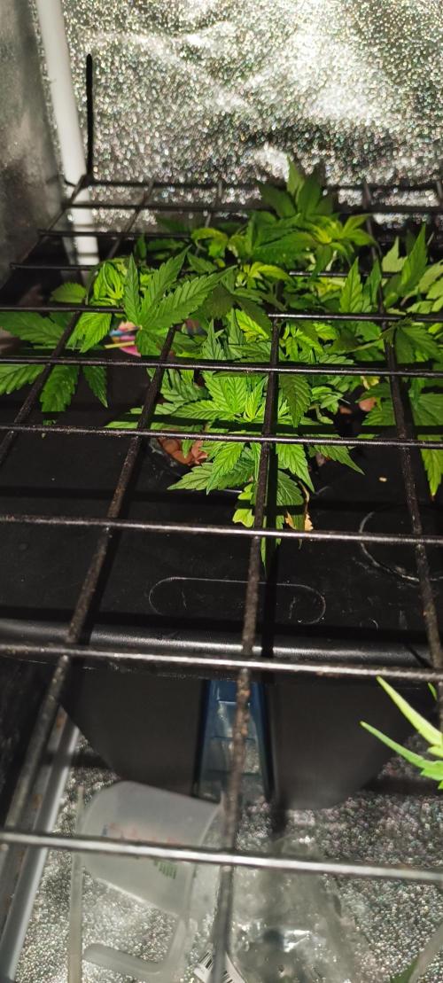 Frosted guava vs Lemon Cherry Gelato. Week 4