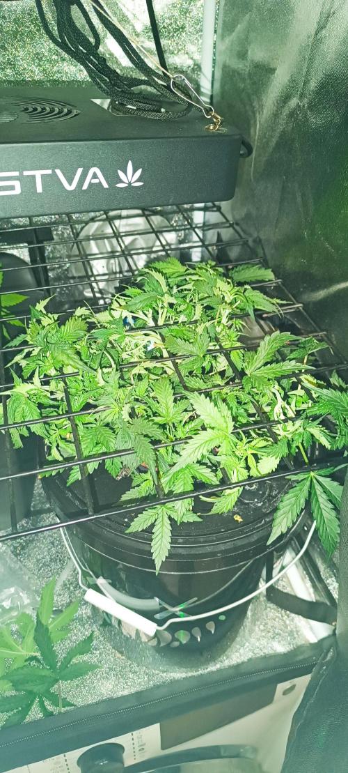 Frosted guava vs Lemon Cherry Gelato. Week 4