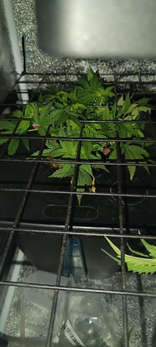 Frosted guava vs Lemon Cherry Gelato. Week 4