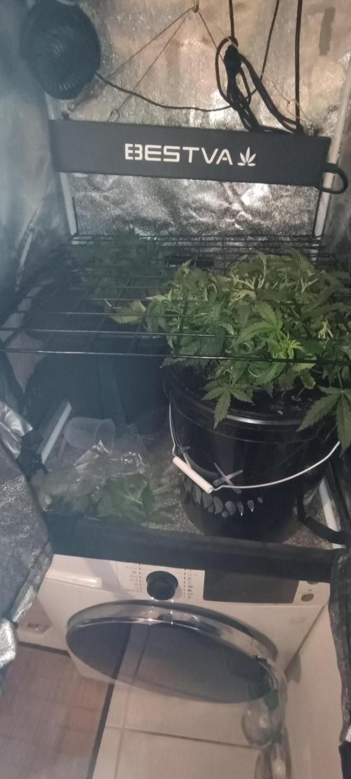 Frosted guava vs Lemon Cherry Gelato. Week 4