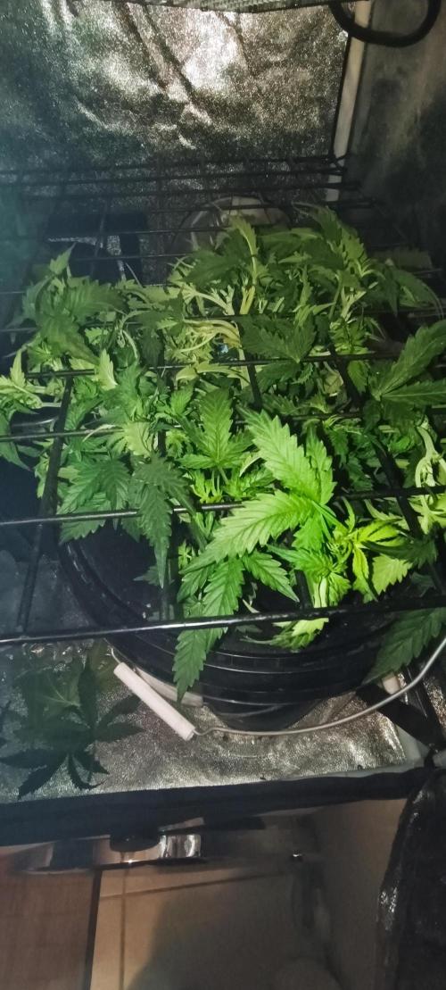 Frosted guava vs Lemon Cherry Gelato. Week 4