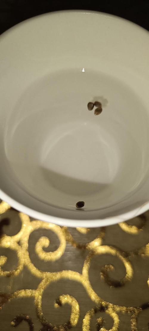 French Eternity Grow Cup 2026. Week 0 - 4 graines Sticky Broccoli 