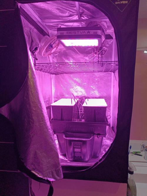 French Eternity Grow Cup 2026. Week 0 - L'installation platinium 