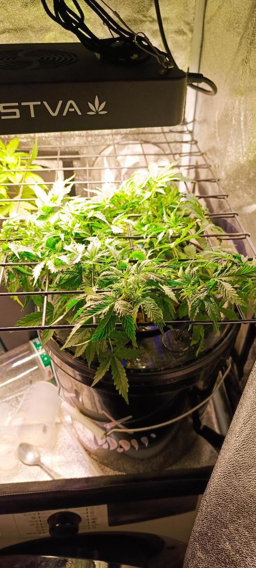 Frosted guava vs Lemon Cherry Gelato. Week 5