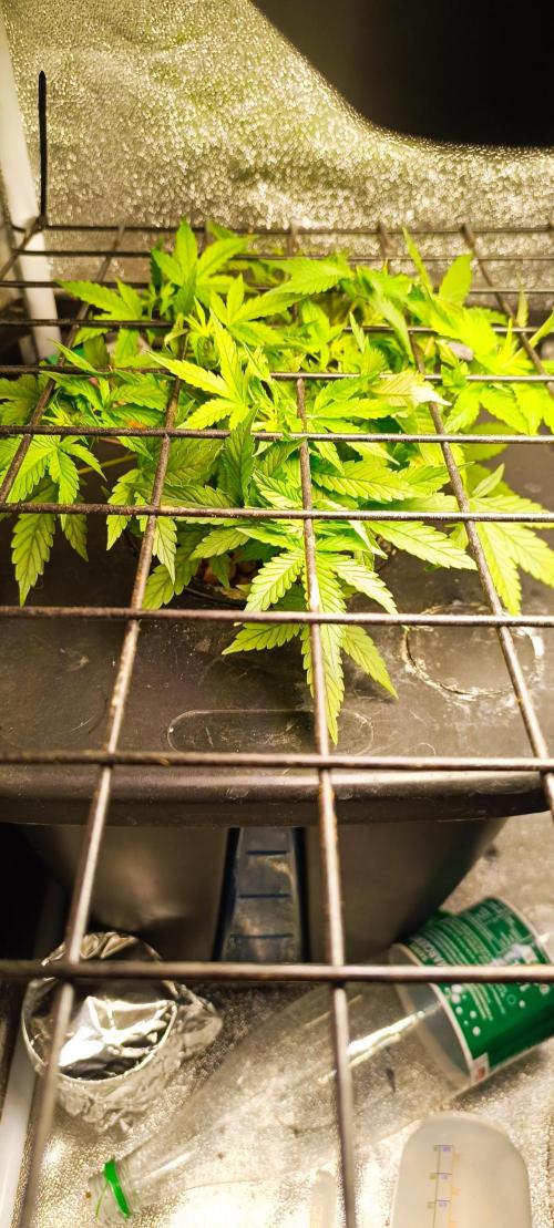 Frosted guava vs Lemon Cherry Gelato. Week 5