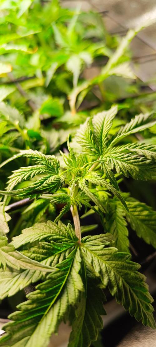 Frosted guava vs Lemon Cherry Gelato. Week 5