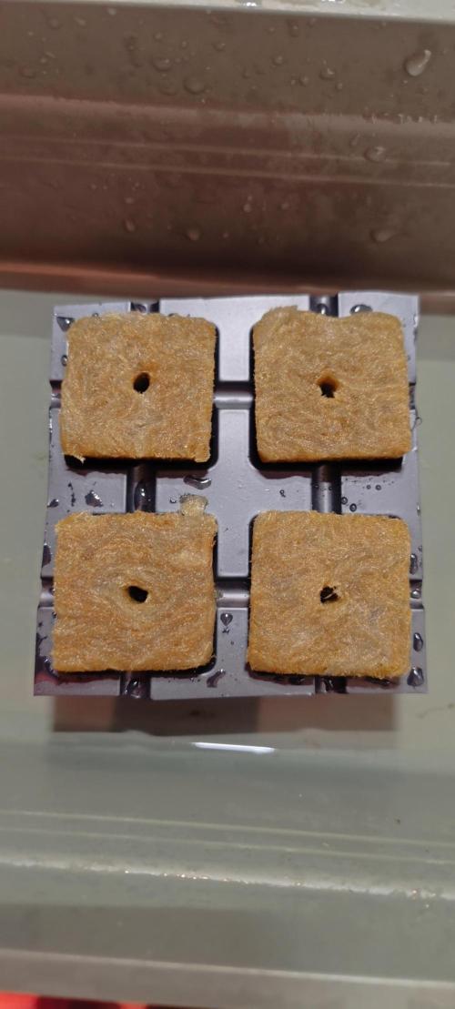 French Eternity Grow Cup 2026. Week 0 - Laine de roche après 48 heures dans l'eau