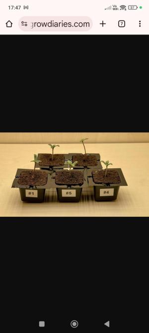 Comment by CRAIG971 photo #1