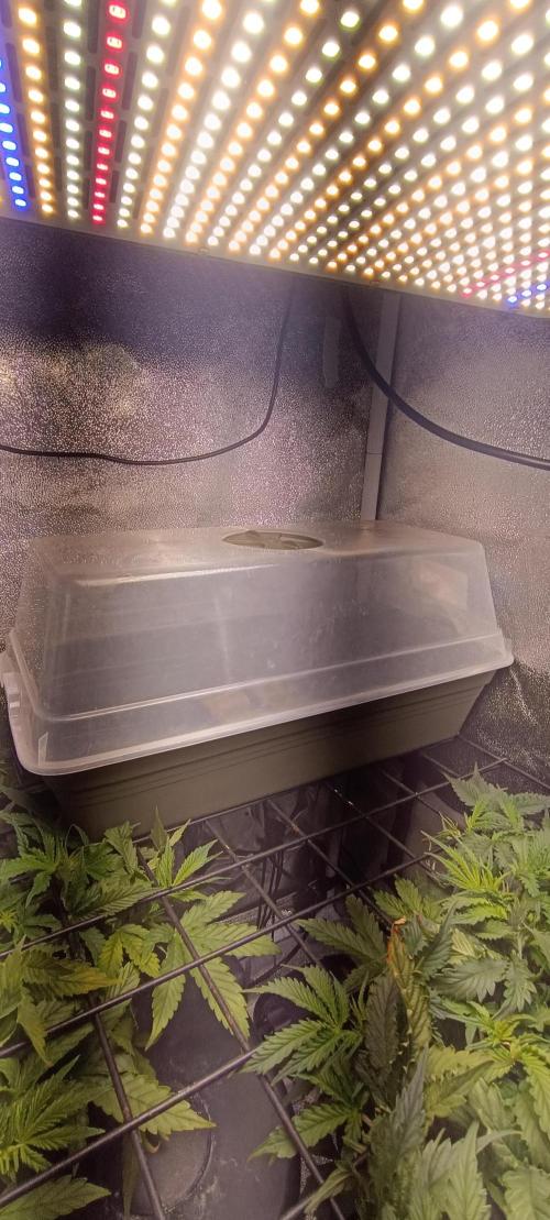 French Eternity Grow Cup 2026. Week 0 - Dans la mini Serre et on attend que ça sorte 