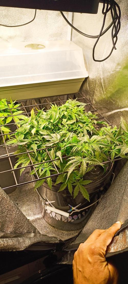 Frosted guava vs Lemon Cherry Gelato. Week 5