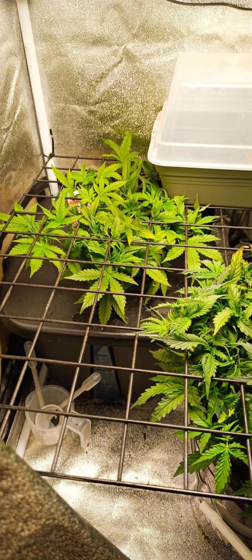 Frosted guava vs Lemon Cherry Gelato. Week 5