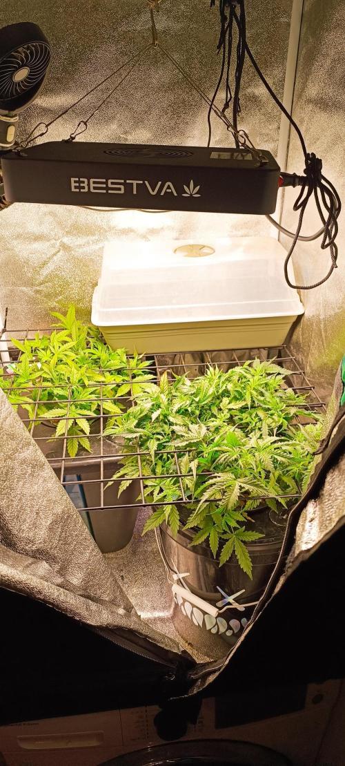 Frosted guava vs Lemon Cherry Gelato. Week 5