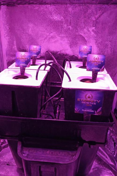 French Eternity Grow Cup 2026. Week 0 - Placer