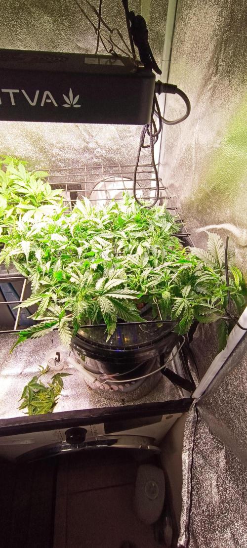 Frosted guava vs Lemon Cherry Gelato. Week 5