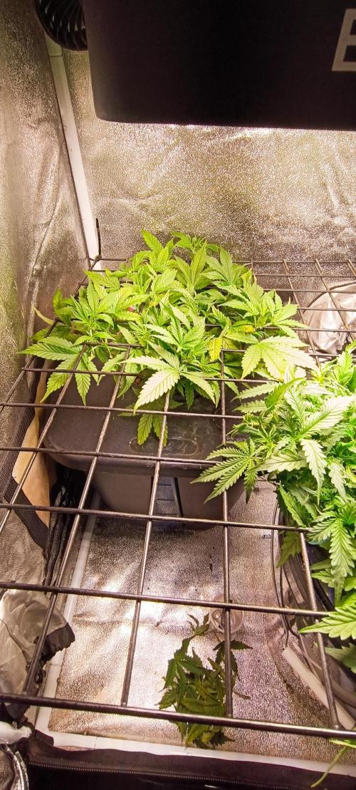 Frosted guava vs Lemon Cherry Gelato. Week 5