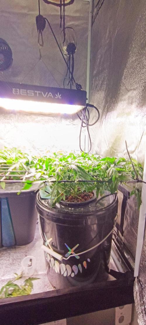 Frosted guava vs Lemon Cherry Gelato. Week 5